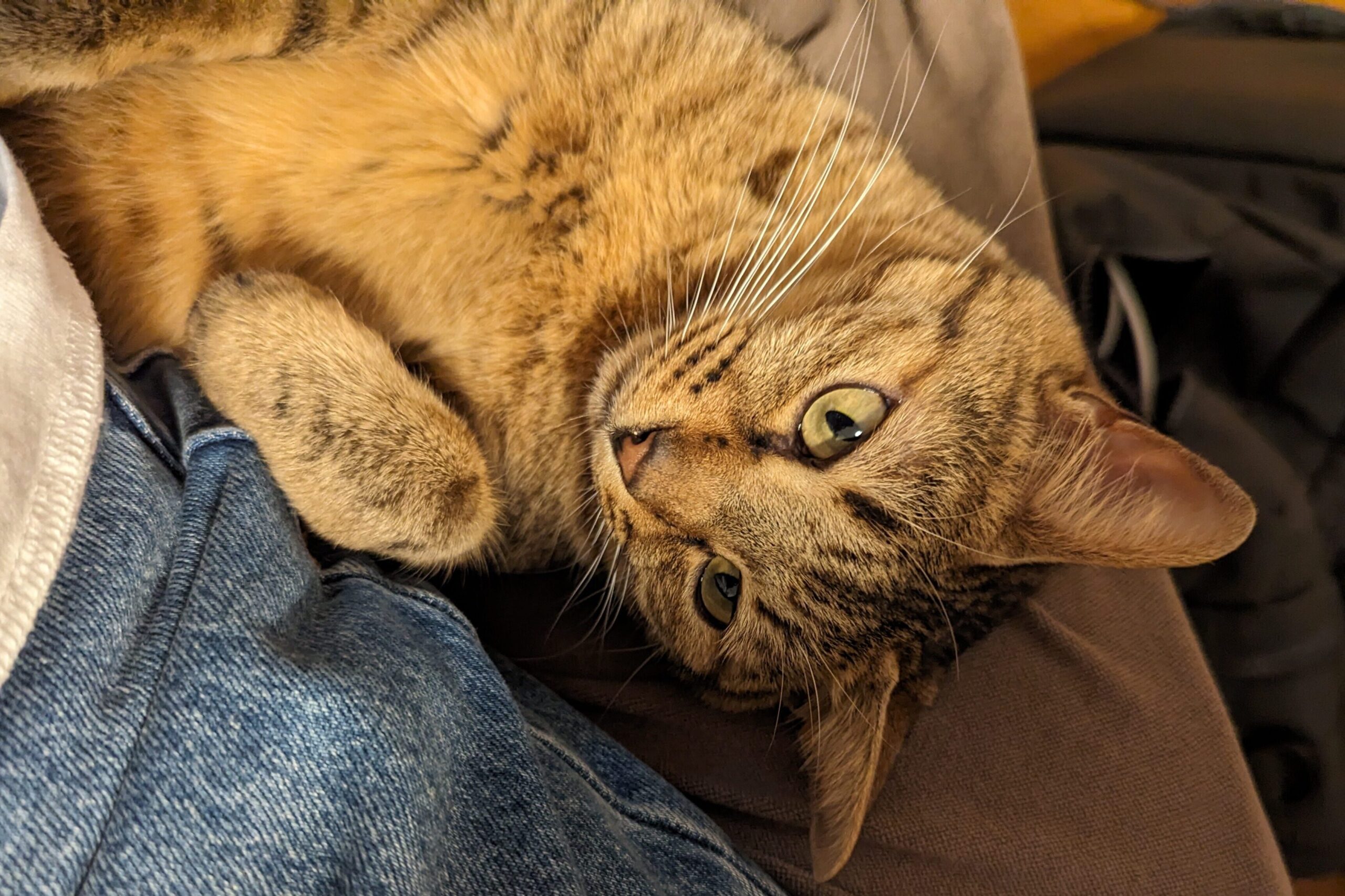 猫の写真